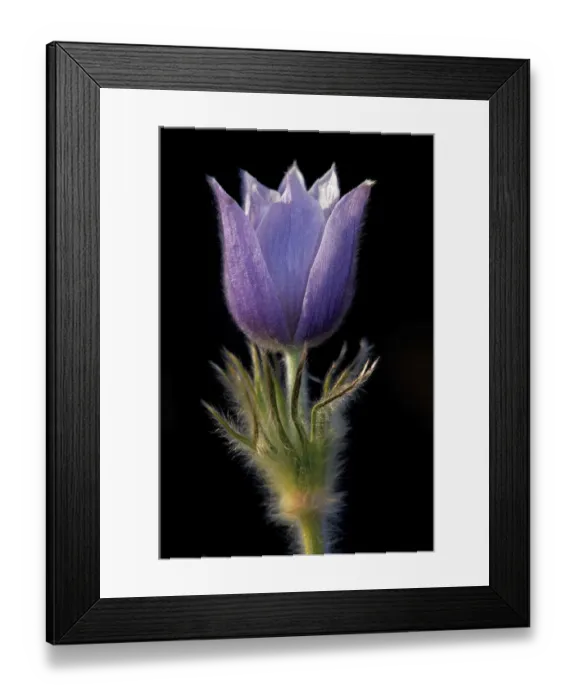 Framed Print : Canada, Manitoba, Sandilands Provincial Forest. Prairie crocus flower close-up Framed Print : Canada, Manitoba, Sandilands Provincial Forest. Prairie crocus flower close-up