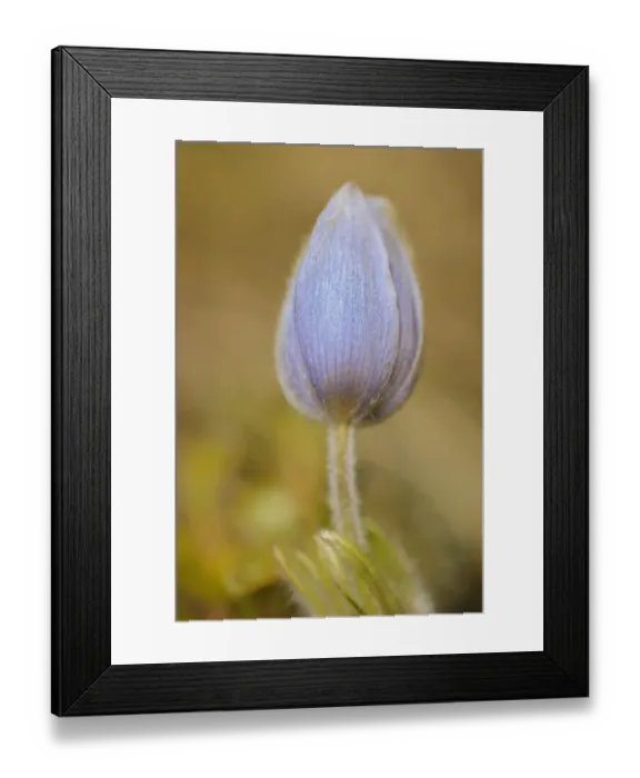 Framed Print : Canada, Manitoba, Libau. Prairie crocus flower close-up Framed Print : Canada, Manitoba, Libau. Prairie crocus flower close-up