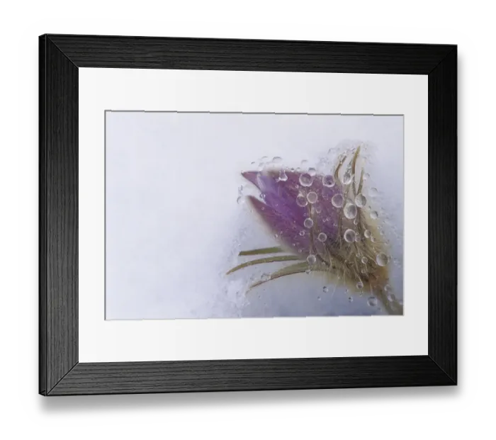 Framed Print : Canada, Manitoba, Sandilands Provincial Forest. Prairie crocus flowers close-up through