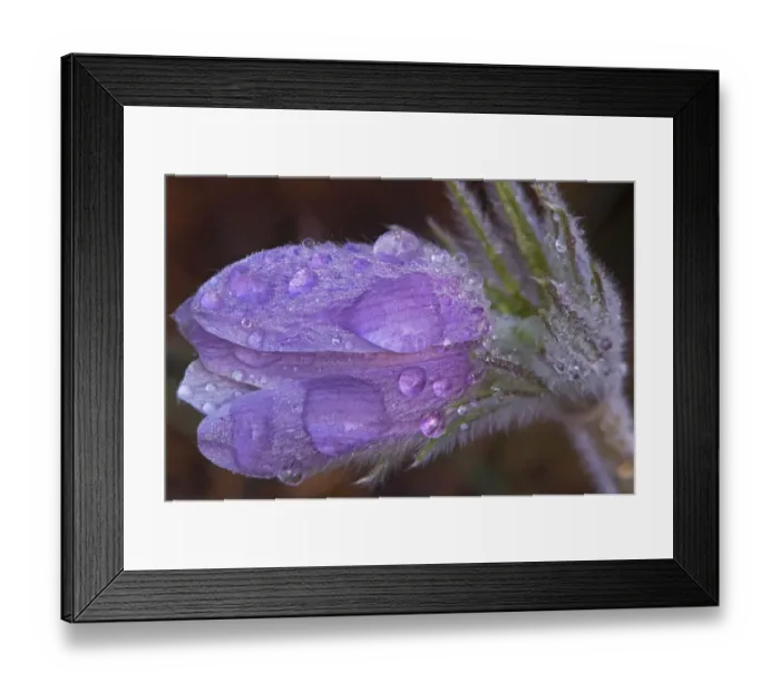 Framed Print : Canada, Manitoba, Sandilands Provincial Forest. Prairie crocus flowers with dew lose-up Framed Print : Canada, Manitoba, Sandilands Provincial Forest. Prairie crocus flowers with dew lose-up