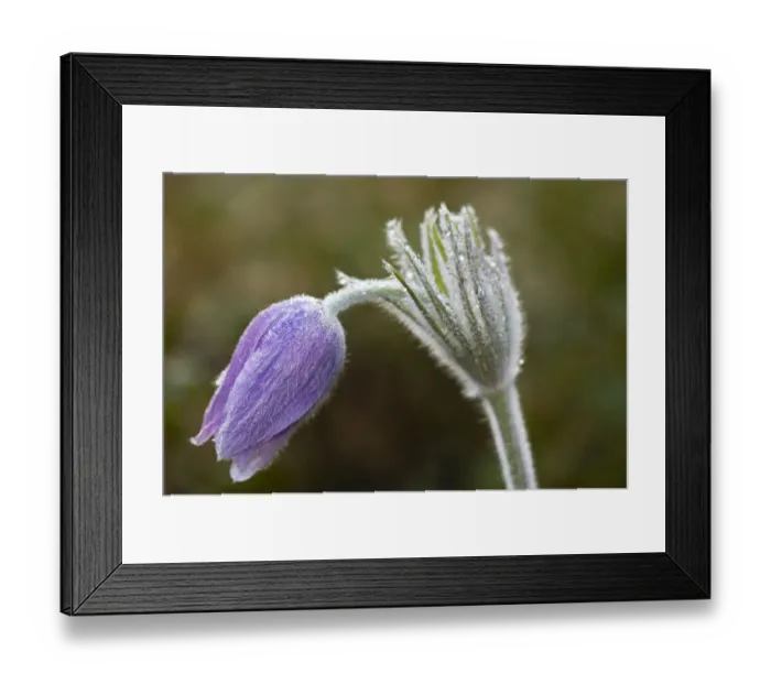 Framed Print : Canada, Manitoba, Sandilands Provincial Forest. Prairie crocus flower close-up Framed Print : Canada, Manitoba, Sandilands Provincial Forest. Prairie crocus flower close-up