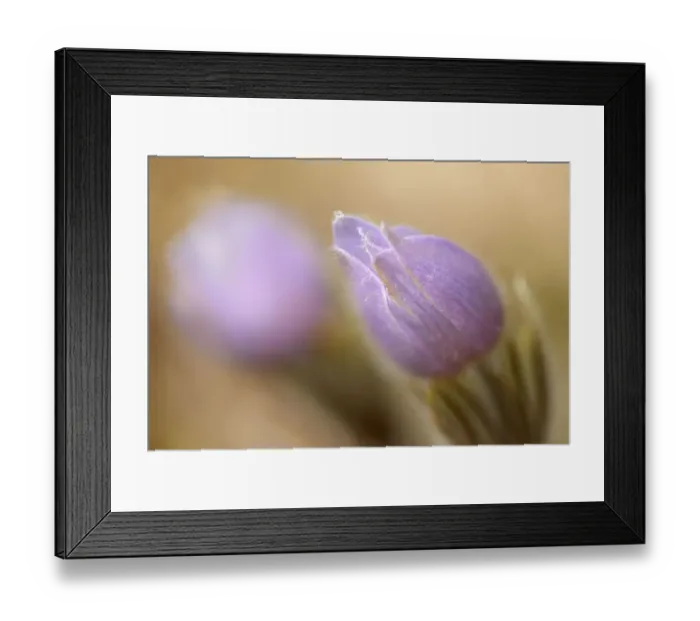 Framed Print : Canada, Manitoba, Libau. Prairie crocus flower close-up Framed Print : Canada, Manitoba, Libau. Prairie crocus flower close-up