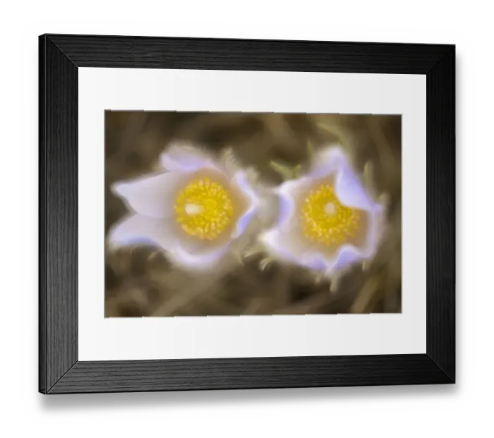 Framed Print : Canada, Manitoba, Winnipeg. Close-up of prairie crocus flowers