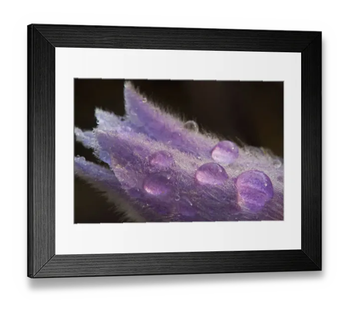 Framed Print : Canada, Manitoba, Sandilands Provincial Forest. Prairie crocus flowers with dew lose-up Framed Print : Canada, Manitoba, Sandilands Provincial Forest. Prairie crocus flowers with dew lose-up