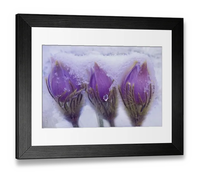 Framed Print : Canada, Manitoba, Sandilands Provincial Forest. Prairie crocus flowers in late snow Framed Print : Canada, Manitoba, Sandilands Provincial Forest. Prairie crocus flowers in late snow