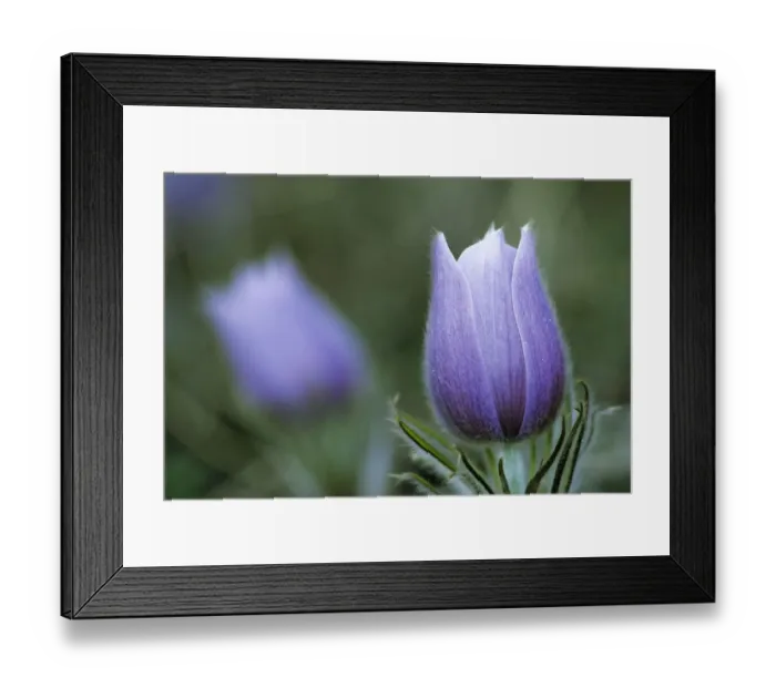 Framed Print : Canada, Manitoba, Sandilands Provincial Forest. Prairie crocus flower close-up