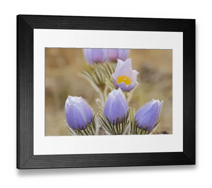 Framed Print : Canada, Manitoba. Prairie crocus flowers close-up Framed Print : Canada, Manitoba. Prairie crocus flowers close-up