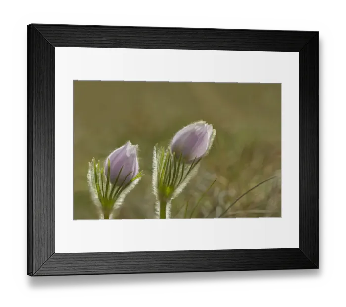 Framed Print : Canada, Manitoba, Winnipeg. Close-up of prairie crocus flowers
