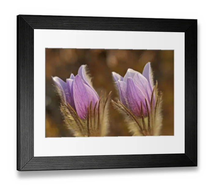 Framed Print : Canada, Manitoba, Sandilands Provincial Forest. Prairie crocus flowers close-up Framed Print : Canada, Manitoba, Sandilands Provincial Forest. Prairie crocus flowers close-up