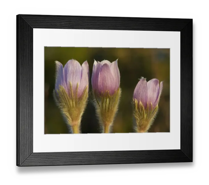Framed Print : Canada, Manitoba, Sandilands Provincial Forest. Prairie crocus flowers close-up Framed Print : Canada, Manitoba, Sandilands Provincial Forest. Prairie crocus flowers close-up