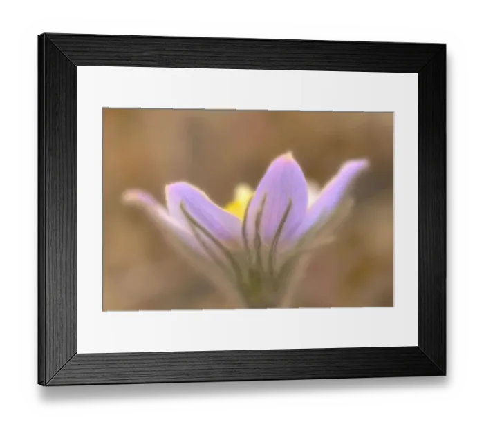 Framed Print : Canada, Manitoba, Libau. Prairie crocus flower close-up Framed Print : Canada, Manitoba, Libau. Prairie crocus flower close-up