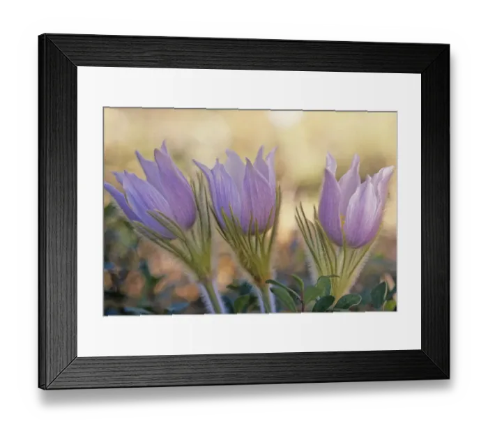 Framed Print : Canada, Manitoba, Sandilands Provincial Forest. Prairie crocus flowers close-up Framed Print : Canada, Manitoba, Sandilands Provincial Forest. Prairie crocus flowers close-up