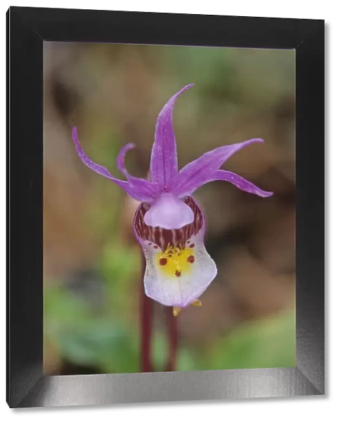 Canada, Manitoba, Agassiz Provincial Forest. Calypso orchid close-up