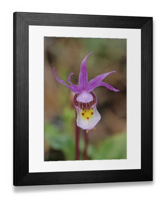 Framed Print : Canada, Manitoba, Agassiz Provincial Forest. Calypso orchid close-up Framed Print : Canada, Manitoba, Agassiz Provincial Forest. Calypso orchid close-up