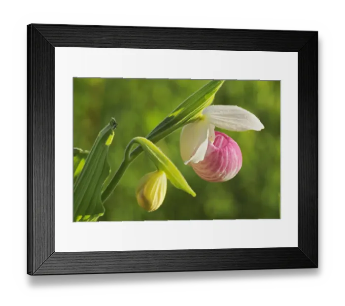 Framed Print : Canada, Manitoba, Richer. Showy ladys slipper orchid close-up Framed Print : Canada, Manitoba, Richer. Showy ladys slipper orchid close-up