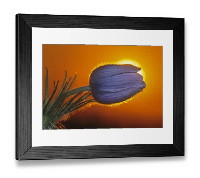 Framed Print : Canada, Manitoba, Winnipeg. Prairie crocus backlit at sunrise Framed Print : Canada, Manitoba, Winnipeg. Prairie crocus backlit at sunrise