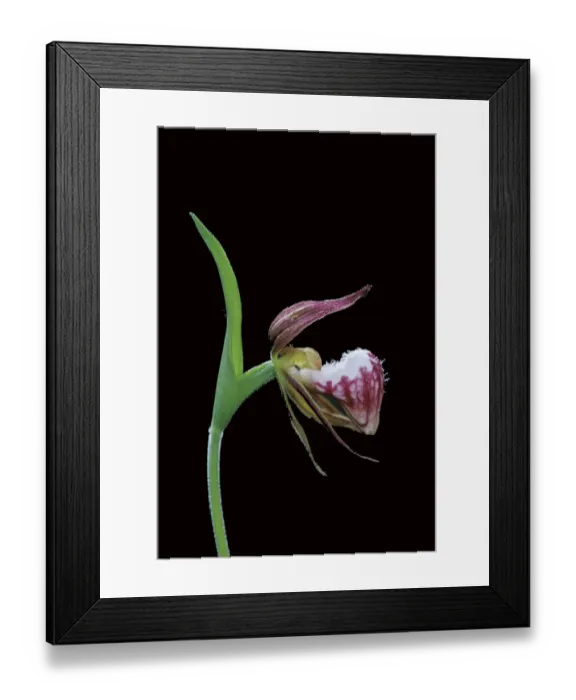 Framed Print : Canada, Manitoba, Sandilands Provincial Forest. Ram s-head lady Framed Print : Canada, Manitoba, Sandilands Provincial Forest. Ram s-head lady