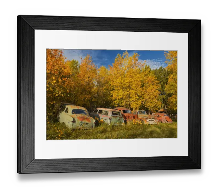 Framed Print : Canada, Manitoba, St. Lupicin. Vintage old vehicles in wrecking yard