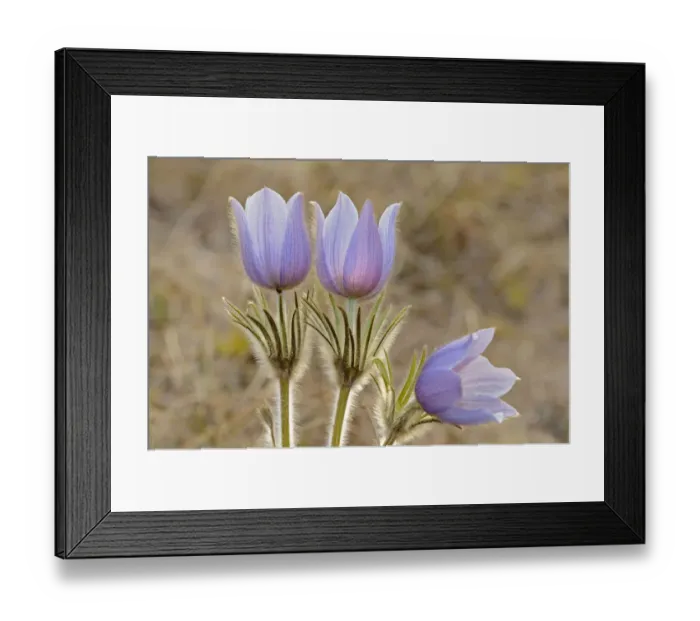 Framed Print : Canada, Manitoba, Sandilands Provincial Forest. Prairie crocus flowers close-up Framed Print : Canada, Manitoba, Sandilands Provincial Forest. Prairie crocus flowers close-up