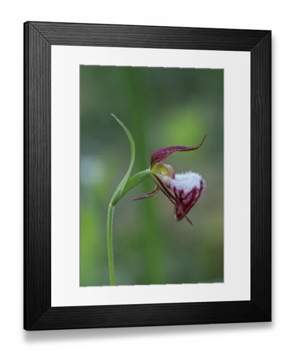 Framed Print : Canada, Manitoba, Sandilands Provincial Forest. Ram s-head lady Framed Print : Canada, Manitoba, Sandilands Provincial Forest. Ram s-head lady