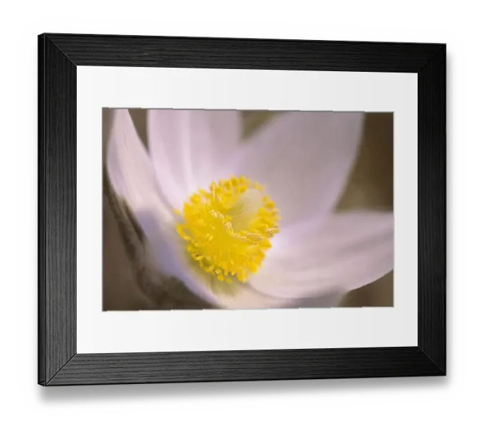 Framed Print : Canada, Manitoba, Mars Hill Wildlife Management Area. Detail of prairie crocus flower Framed Print : Canada, Manitoba, Mars Hill Wildlife Management Area. Detail of prairie crocus flower