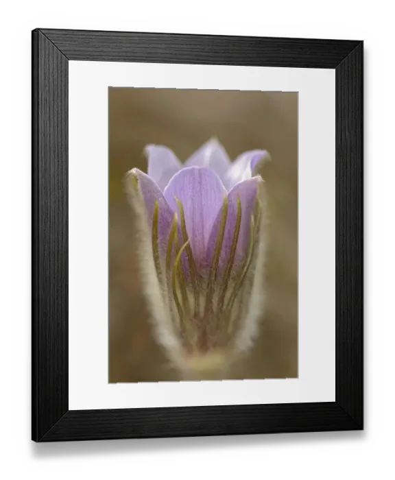 Framed Print : Canada, Manitoba, Mars Hill Wildlife Management Area. Detail of prairie crocus flower