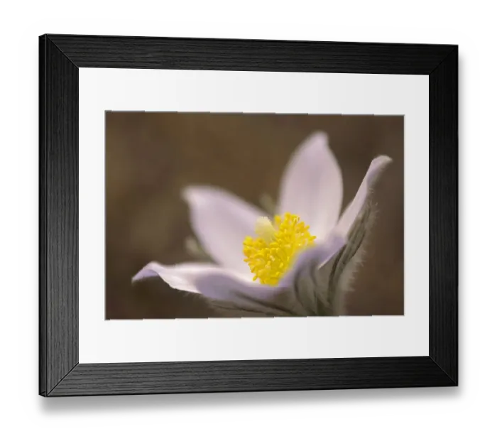 Framed Print : Canada, Manitoba, Mars Hill Wildlife Management Area. Detail of prairie crocus flower