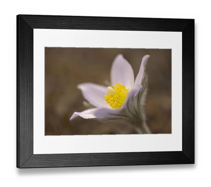 Framed Print : Canada, Manitoba, Mars Hill Wildlife Management Area. Detail of prairie crocus flower Framed Print : Canada, Manitoba, Mars Hill Wildlife Management Area. Detail of prairie crocus flower