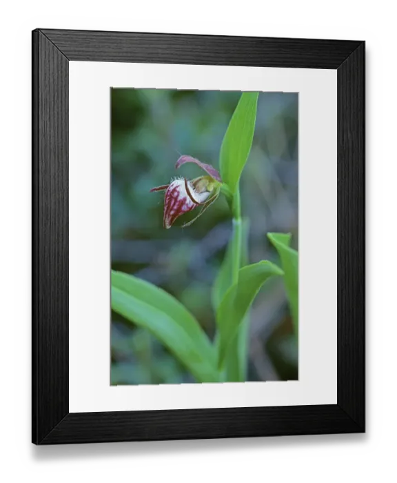 Framed Print : Canada, Manitoba, Gypsumville. Ram s-head lady s-slipper flower close-up Framed Print : Canada, Manitoba, Gypsumville. Ram s-head lady s-slipper flower close-up