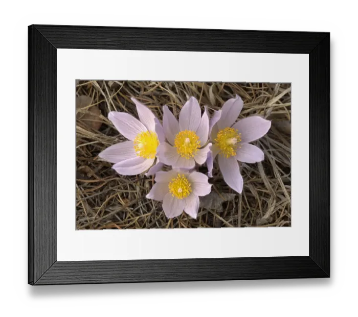 Framed Print : Canada, Manitoba, Mars Hill Wildlife Management Area. Close-up of prairie crocus flowers