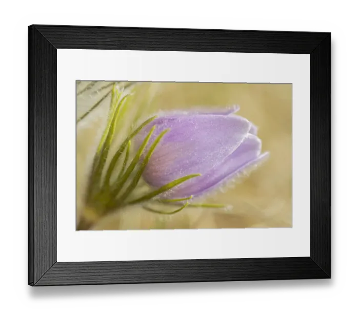 Framed Print : Canada, Manitoba, Winnipeg. Close-up of prairie crocus flower Framed Print : Canada, Manitoba, Winnipeg. Close-up of prairie crocus flower