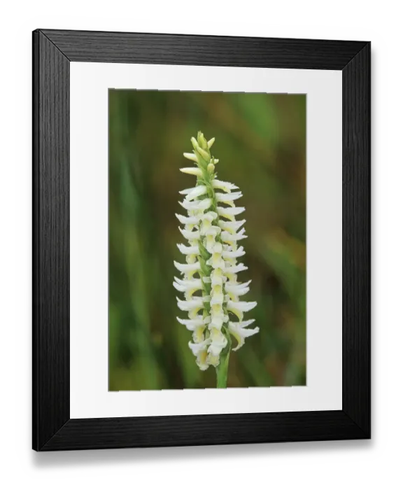 Framed Print : Canada, Manitoba, Tall-grass Prairie Preserve. Great Plains ladys tresses orchids