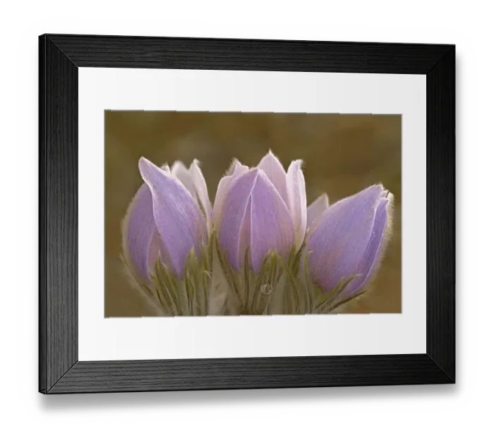 Framed Print : Canada, Manitoba, Mars Hill Wildlife Management Area. Close-up of prairie crocus flowers Framed Print : Canada, Manitoba, Mars Hill Wildlife Management Area. Close-up of prairie crocus flowers