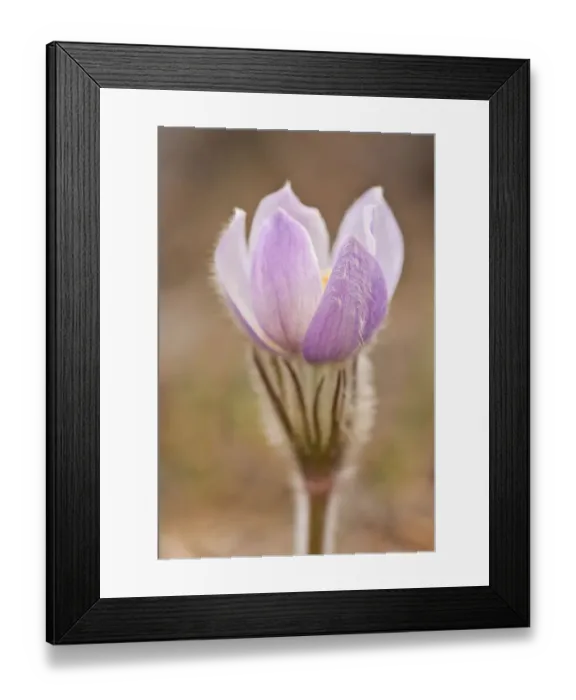 Framed Print : Canada, Manitoba, Sandilands Provincial Forest. Prairie crocus flower close-up