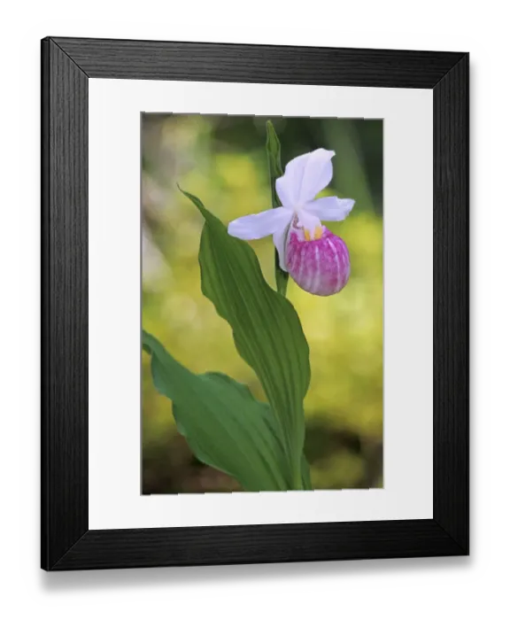 Framed Print : Canada, Manitoba, Agassiz Provincial Forest. Showy ladys slipper orchid close-up