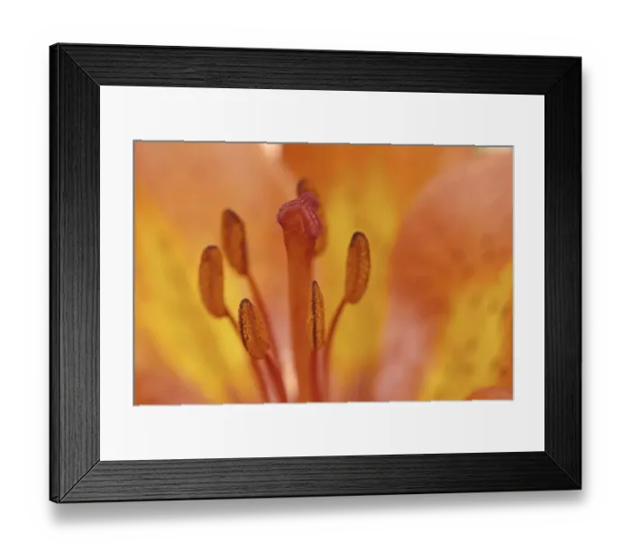 Framed Print : Canada, Manitoba, Tall-grass Prairie Preserve. Wood lily detail Framed Print : Canada, Manitoba, Tall-grass Prairie Preserve. Wood lily detail