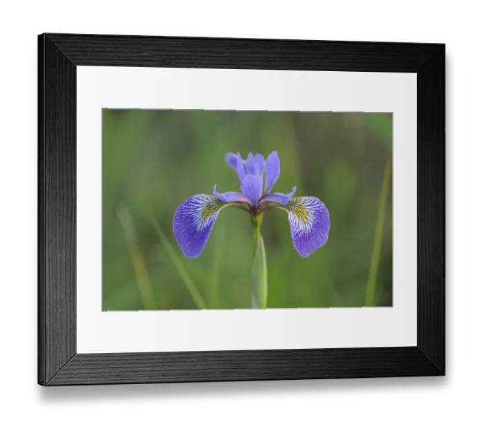 Framed Print : Canada, Manitoba, Whiteshell Provincial Park. Blue flag iris in field Framed Print : Canada, Manitoba, Whiteshell Provincial Park. Blue flag iris in field
