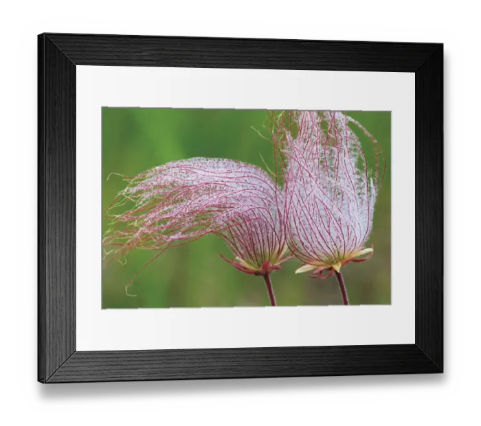 Framed Print : Canada, Manitoba, Birds Hill Provincial Park. Three-flowered avens close-up Framed Print : Canada, Manitoba, Birds Hill Provincial Park. Three-flowered avens close-up
