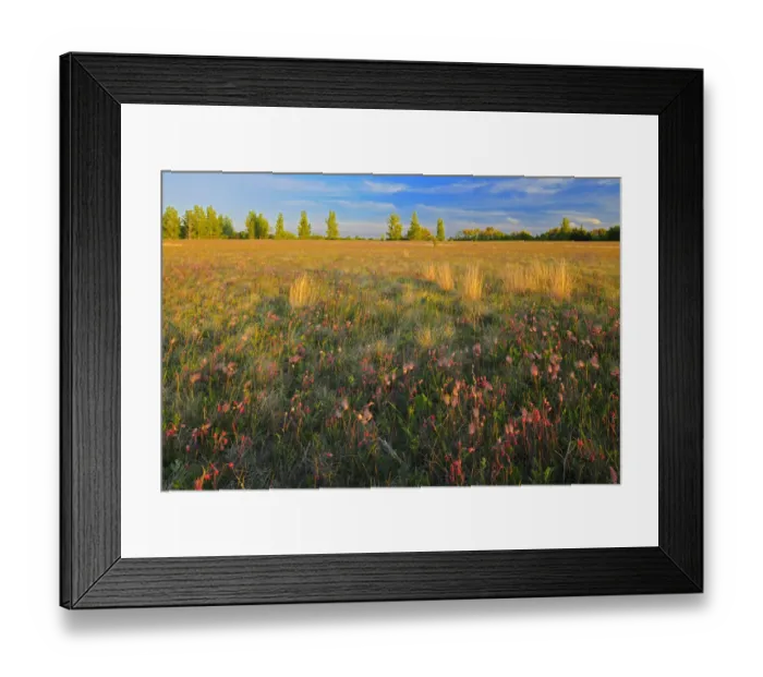 Framed Print : Canada, Manitoba, Birds Hill Provincial Park. Three-flowered avens flowers Framed Print : Canada, Manitoba, Birds Hill Provincial Park. Three-flowered avens flowers