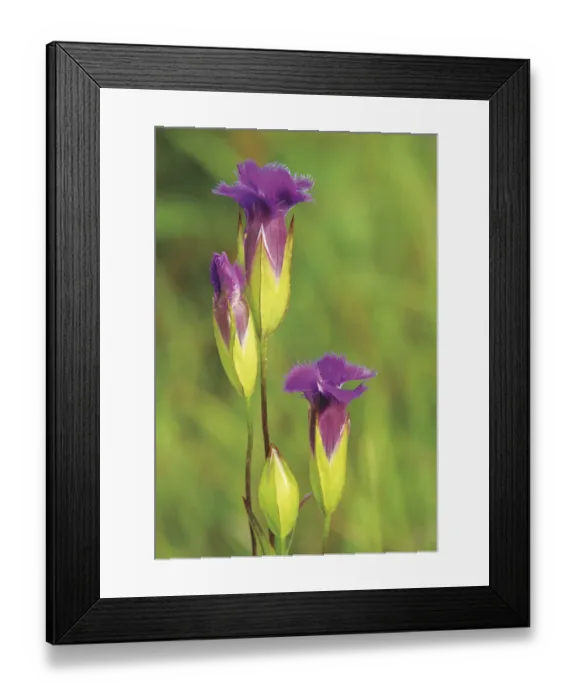 Framed Print : Canada, Manitoba, Tall-grass Prairie Preserve. Fringed gentian flowers close-up Framed Print : Canada, Manitoba, Tall-grass Prairie Preserve. Fringed gentian flowers close-up