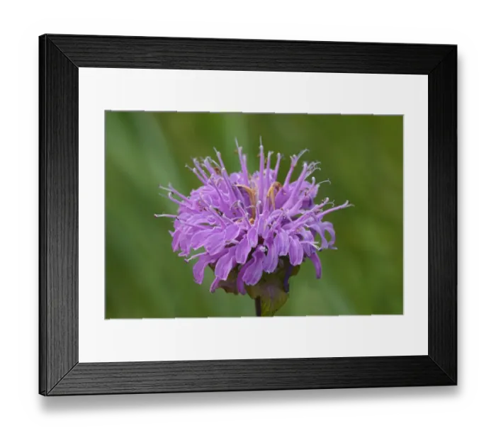 Framed Print : Canada, Manitoba, Winnipeg. Wild bergamot flower close-up Framed Print : Canada, Manitoba, Winnipeg. Wild bergamot flower close-up