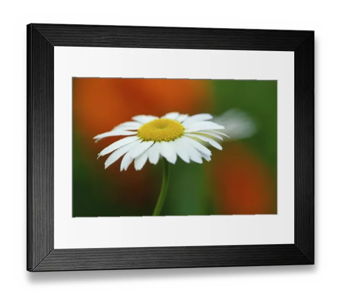 Framed Print : Canada, Manitoba, Winnipeg. Common daisy flower close-up Framed Print : Canada, Manitoba, Winnipeg. Common daisy flower close-up