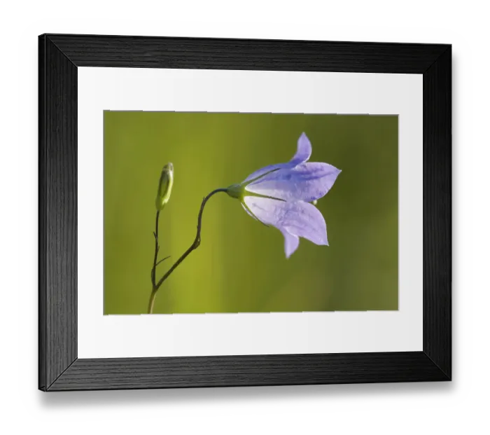 Framed Print : Canada, Manitoba, Winnipeg. Close-up of harebells blossom Framed Print : Canada, Manitoba, Winnipeg. Close-up of harebells blossom
