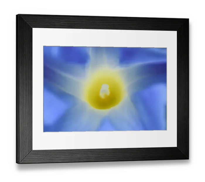 Framed Print : Canada, Manitoba, Winnipeg. Morning glory blossom close-up