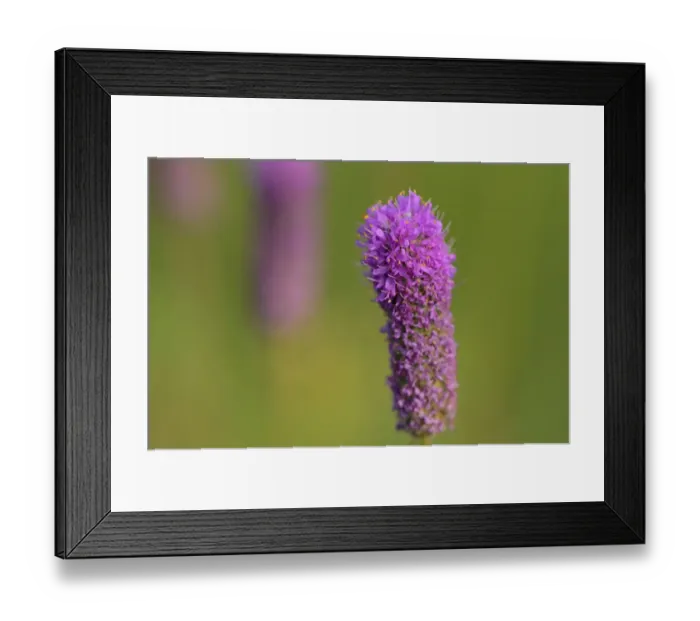 Framed Print : Canada, Manitoba, Winnipeg. Purple prairie clover close-up Framed Print : Canada, Manitoba, Winnipeg. Purple prairie clover close-up