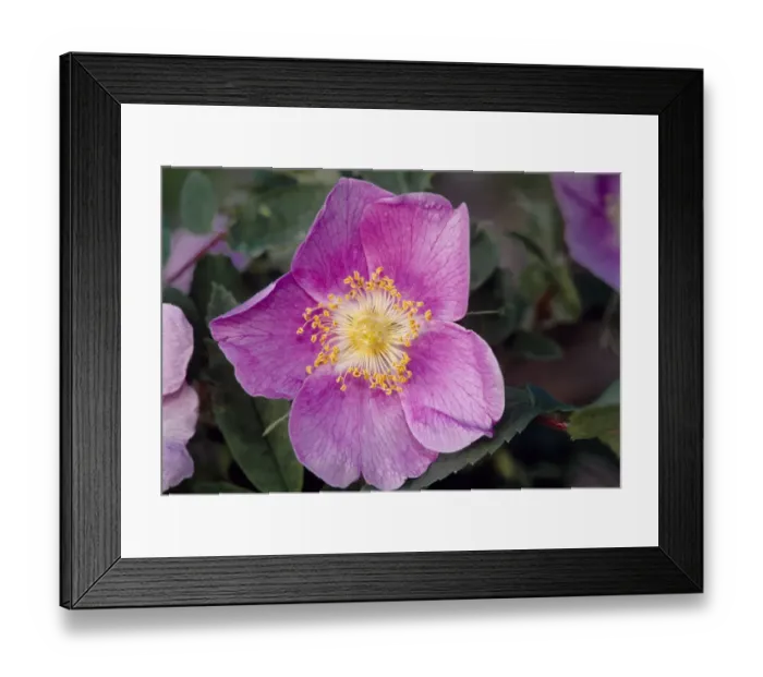 Framed Print : Canada, Manitoba, Nopiming Provincial Park. Pink rose blossom close-up Framed Print : Canada, Manitoba, Nopiming Provincial Park. Pink rose blossom close-up