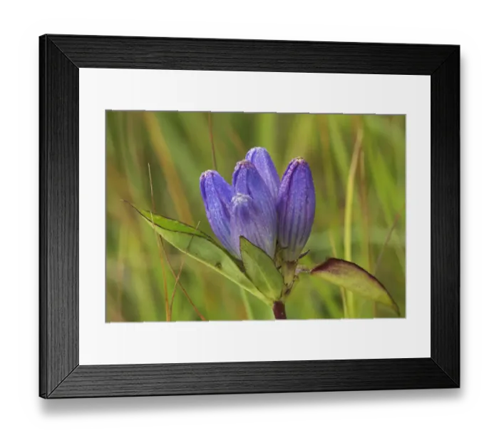 Framed Print : Canada, Manitoba, Tall-grass Prairie Preserve. Closed gentian flower close-up
