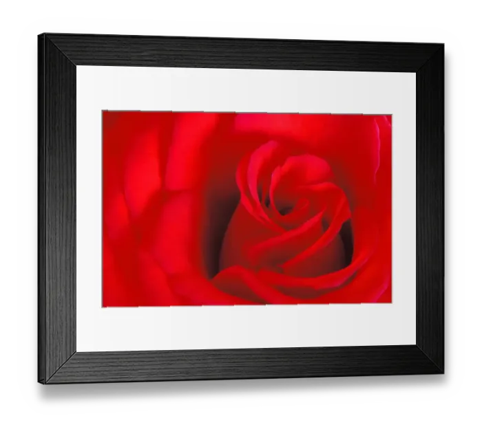 Framed Print : Canada, Manitoba, Winnipeg. Detail of red rose