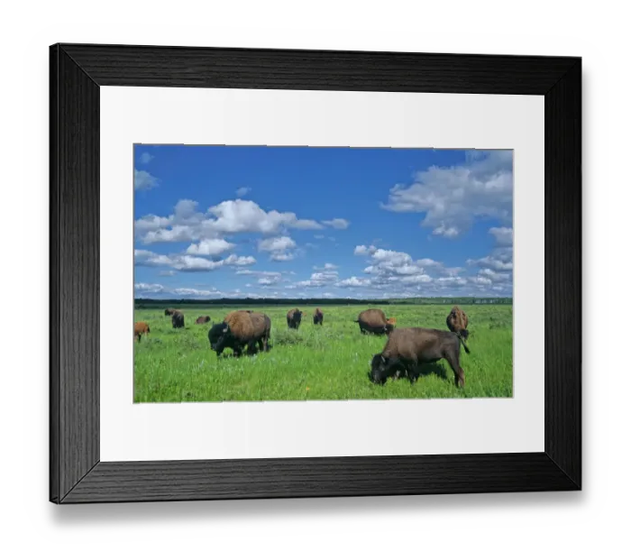 Framed Print : Canada, Manitoba, Riding Mountain National Park. Herd of American plains bison grazing