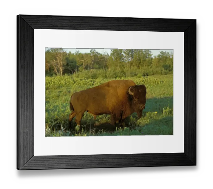 Framed Print : Canada, Manitoba, Riding Mountain National Park. Close-up of male American plains bison